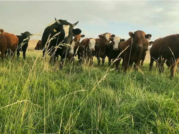 Wilsey Ranch cattle on pasture