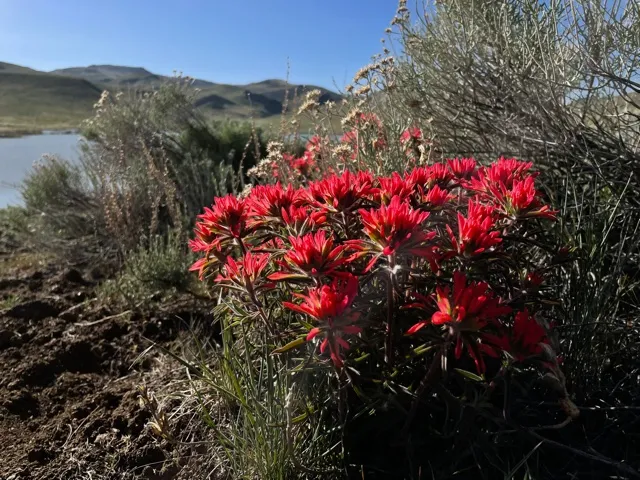 Indian paintbrush flowers on Wilsey Ranch land